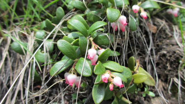Wildflowers