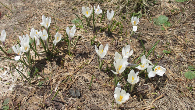 More Wildflowers